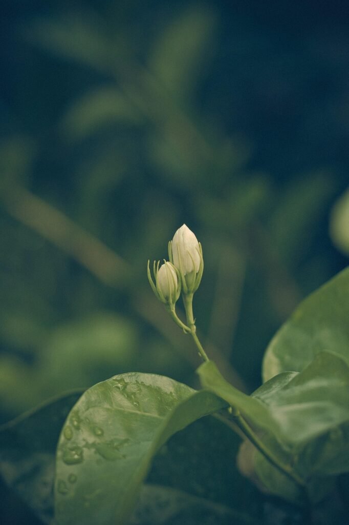 jasmine, flower, nature, flower background, beautiful flowers, white, garden, plant, pollen, bloom, spring, shrub, flower wallpaper, summer, fragrant, macro, blooms, botany, petals, jasmine summer, calyx, thailand